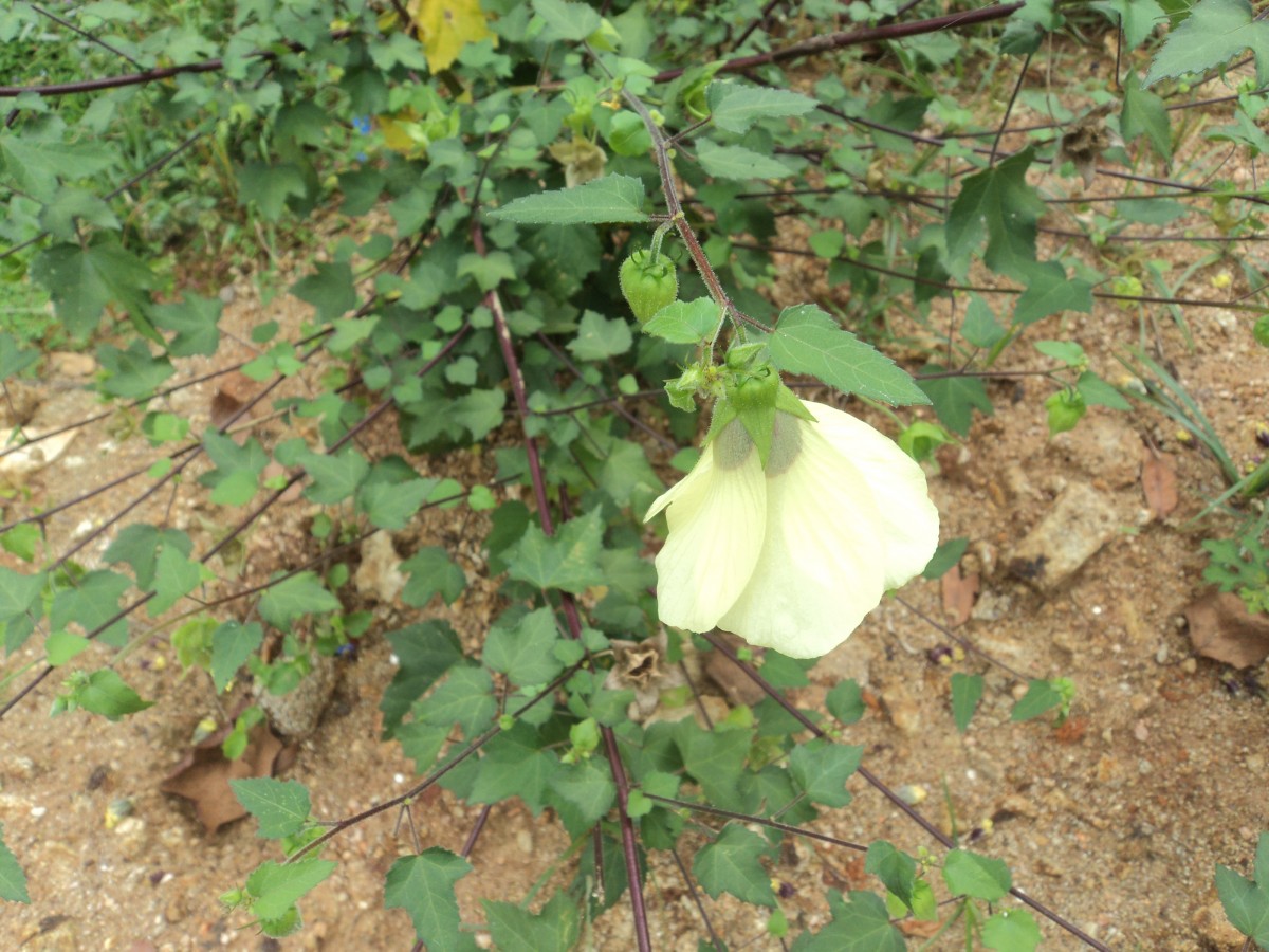 Hibiscus vitifolius L.